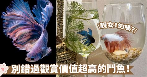 好養的小魚|新手養魚首選魚類有哪些？－風生水起「燈」好運。